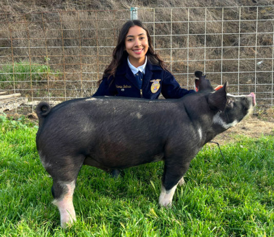 Gonzales High junior raises Heritage hog for 2025 Salinas Valley Fair