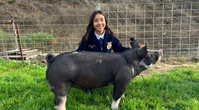Gonzales High junior raises Heritage hog for 2025 Salinas Valley Fair