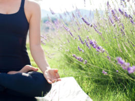 Lavender season comes alive in Greenfield with U-Pick, yoga and more