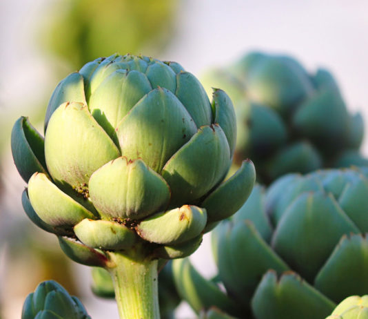Artichoke Festival closes its doors after 65 years