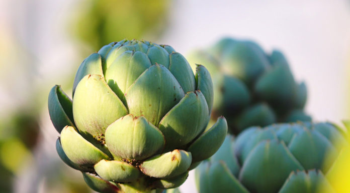Artichoke Festival closes its doors after 65 years