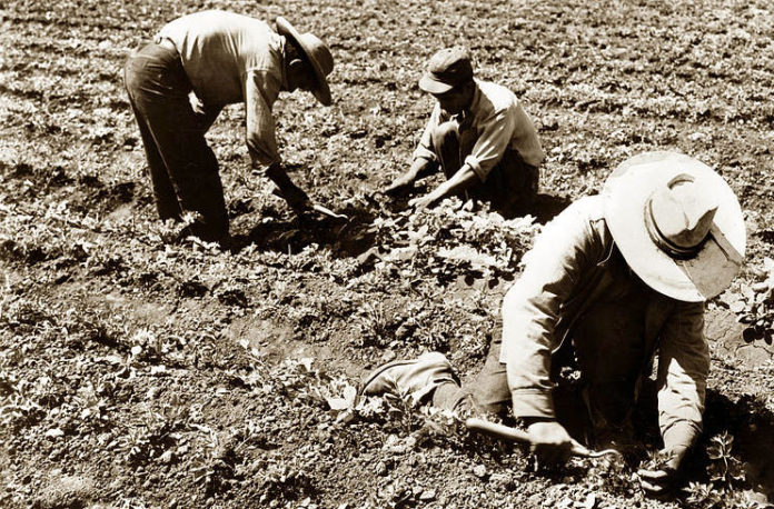 Field-workers-using-short-handled-hoe-california-views-pat-hathaway-archives