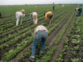 Guest Column | How Farmworkers Outlawed āEl Cortitoā 50 Years Ago