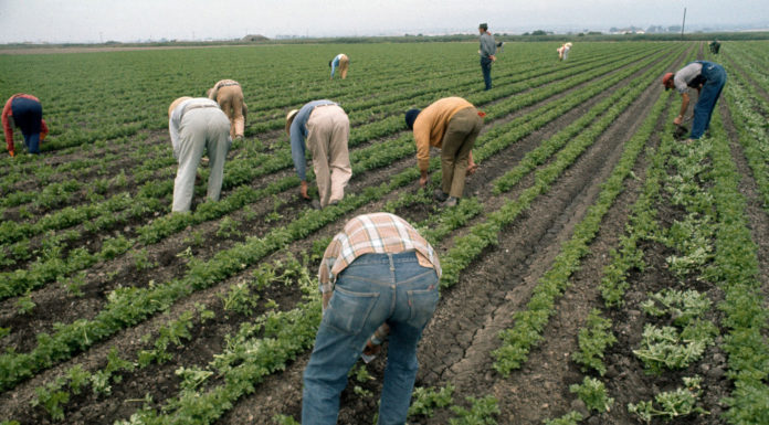 Guest Column | How Farmworkers Outlawed ‘El Cortito’ 50 Years Ago