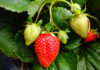 Strawberries top $1B as Monterey County releases 2024 Crop Report Strawberries crop report