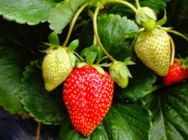 Strawberries top $1B as Monterey County releases 2024 Crop Report Strawberries crop report