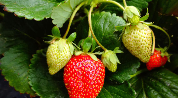 Strawberries top $1B as Monterey County releases 2024 Crop Report Strawberries crop report