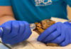 SPCA Monterey County rescues 172 wild animals in a single day, setting new record