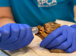 SPCA Monterey County rescues 172 wild animals in a single day, setting new record