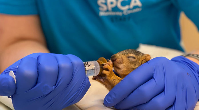 SPCA Monterey County rescues 172 wild animals in a single day, setting new record