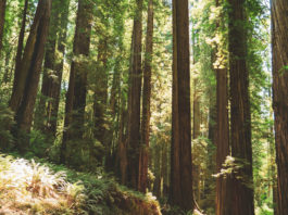 Federal forestry cuts fuel wildfire, resource concerns in California Redwood giants