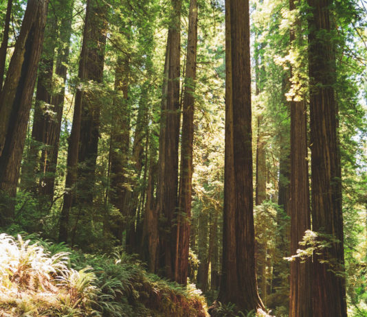 Federal forestry cuts fuel wildfire, resource concerns in California Redwood giants