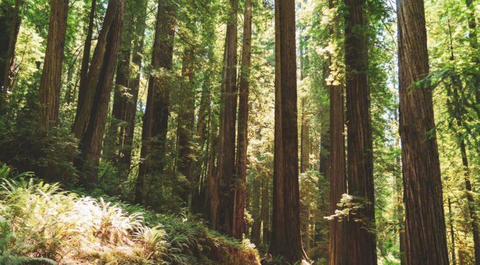 Federal forestry cuts fuel wildfire, resource concerns in California Redwood giants