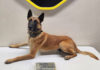 K9 Rocket locates 2.2 pounds of fentanyl during traffic stop near Greenfield Monterey County Sheriff’s Office K9 Rocket