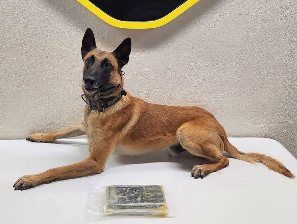 Monterey County Sheriff’s Office K9 Rocket