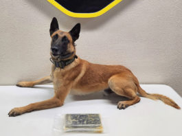 K9 Rocket locates 2.2 pounds of fentanyl during traffic stop near Greenfield Monterey County Sheriff’s Office K9 Rocket