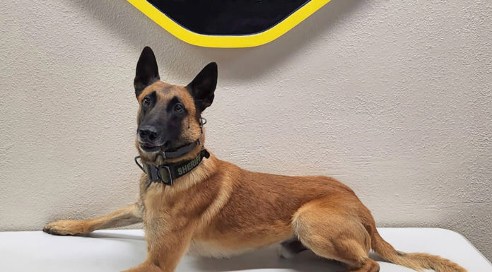 K9 Rocket locates 2.2 pounds of fentanyl during traffic stop near Greenfield Monterey County Sheriffās Office K9 Rocket