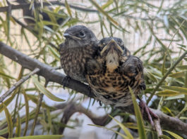 Rescued baby birds form unlikely friendship at SPCA Wildlife Center SPCA birds