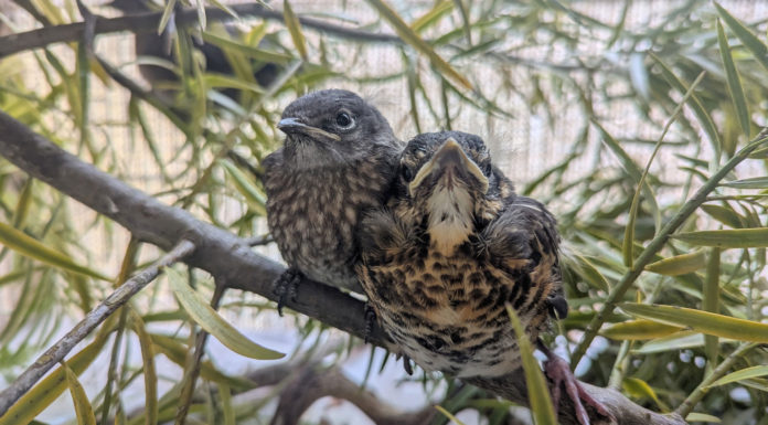 Rescued baby birds form unlikely friendship at SPCA Wildlife Center SPCA birds