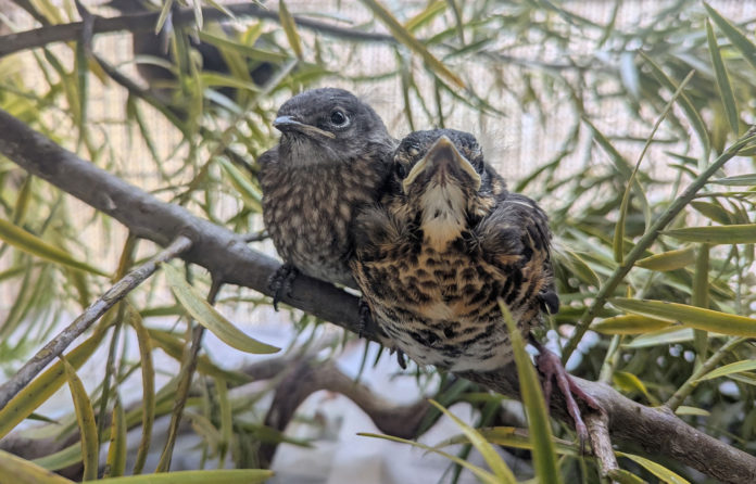 SPCA-Baby-Bird-Besties-photo