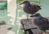 SPCA Wildlife Center caring for 46 rescued young gulls SPCA young gulls