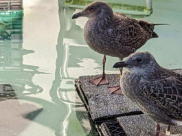 SPCA Wildlife Center caring for 46 rescued young gulls SPCA young gulls