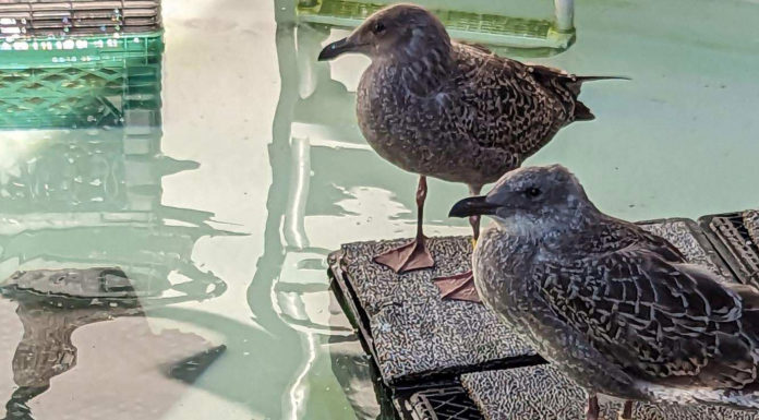 SPCA Wildlife Center caring for 46 rescued young gulls SPCA young gulls