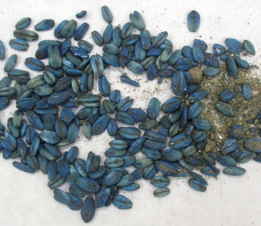 Poison detection in wild pigs brings attention to pesticide exposure in hunter-harvested wildlife Wild pigs pesticide diphacinone bait