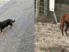 HRAS, SPCA Monterey County remind community that abandoning pets is illegal Abandoned dogs