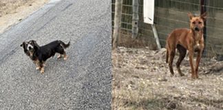 HRAS, SPCA Monterey County remind community that abandoning pets is illegal Abandoned dogs