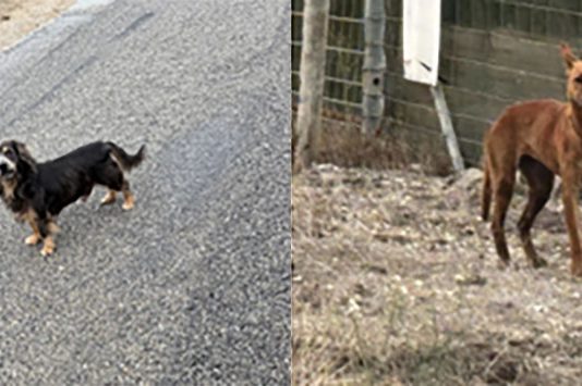 HRAS, SPCA Monterey County remind community that abandoning pets is illegal Abandoned dogs