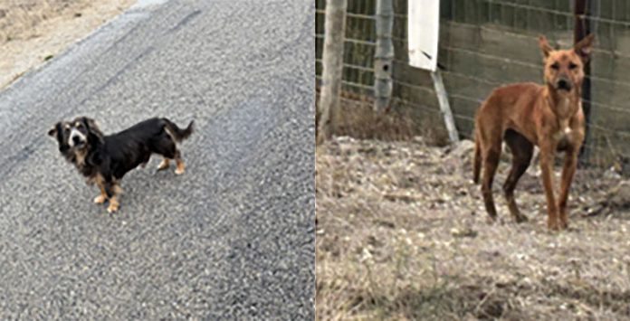 HRAS, SPCA Monterey County remind community that abandoning pets is illegal Abandoned dogs