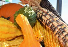 Greenfield’s annual Harvest Festival returns with new updates for 2025