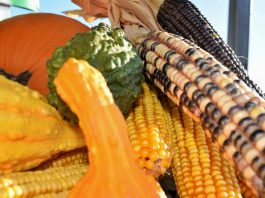Greenfieldās annual Harvest Festival returns with new updates for 2025
