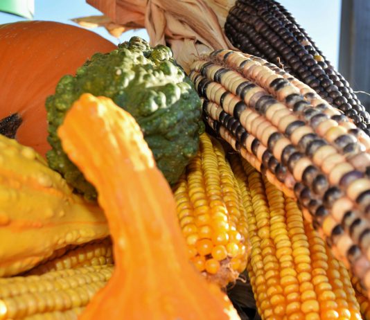 Greenfieldās annual Harvest Festival returns with new updates for 2025