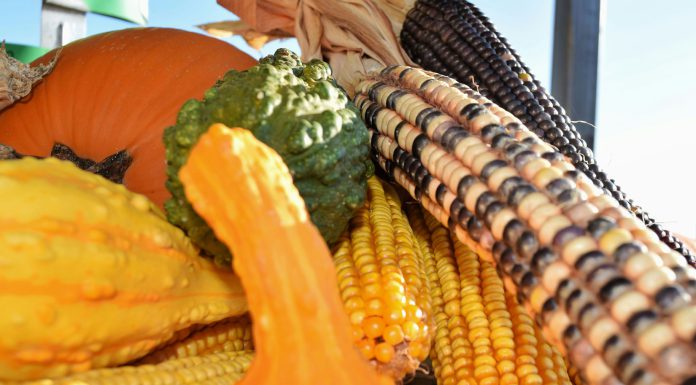 Greenfieldās annual Harvest Festival returns with new updates for 2025