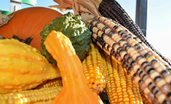 Harvest-corn-pumpkin-gourd-ginger-jordan-cRmCsFoQxpY-unsplash