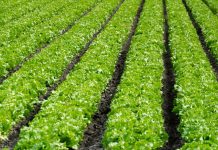Ag Land Trust receives more than $8M in grants to preserve Salinas Valley farmlands Rows of lettuce growing in a field
