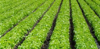 Ag Land Trust receives more than $8M in grants to preserve Salinas Valley farmlands Rows of lettuce growing in a field