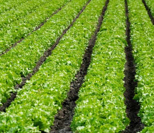 Ag Land Trust receives more than $8M in grants to preserve Salinas Valley farmlands Rows of lettuce growing in a field