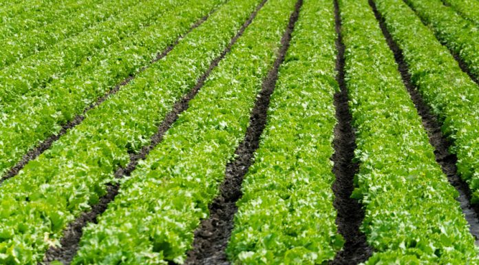 Ag Land Trust receives more than $8M in grants to preserve Salinas Valley farmlands Rows of lettuce growing in a field