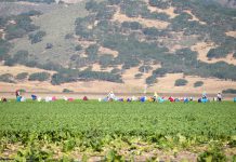 Monterey County agriculture pumps more than $11B into local economy, study finds Agricultural workers harvest greens