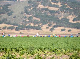 Monterey County agriculture pumps more than $11B into local economy, study finds Agricultural workers harvest greens