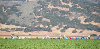 Monterey County agriculture pumps more than $11B into local economy, study finds Agricultural workers harvest greens