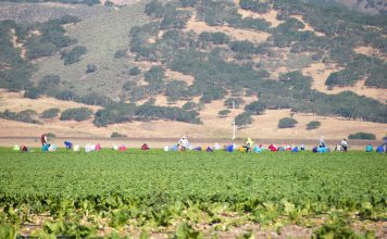 Agricultural workers harvest greens