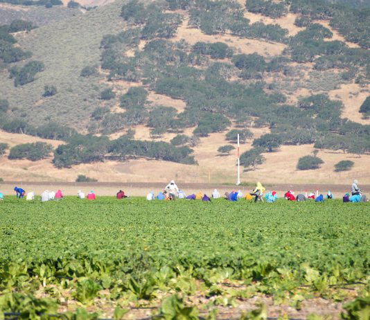 Monterey County agriculture pumps more than $11B into local economy, study finds Agricultural workers harvest greens
