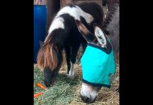 Miniature horse ‘Cookie’ sworn in as honorary community ambassador Miniature horse