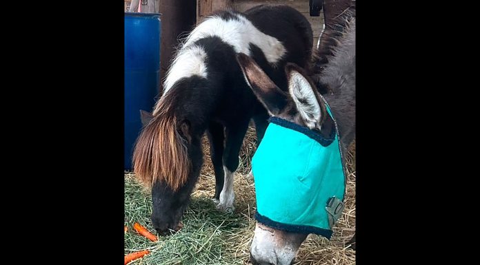 Miniature horse āCookieā sworn in as honorary community ambassador Miniature horse