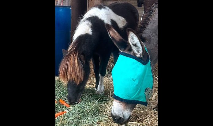 Cookie-1 Miniature horse