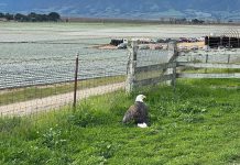 SPCA team rescues injured bald eagle in Salinas Bald eagle